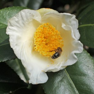 Camellia japonica 'Cornish Excellence'
