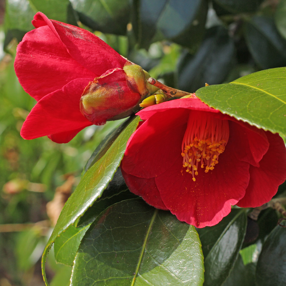 Camellia japonica 'Evelyn'