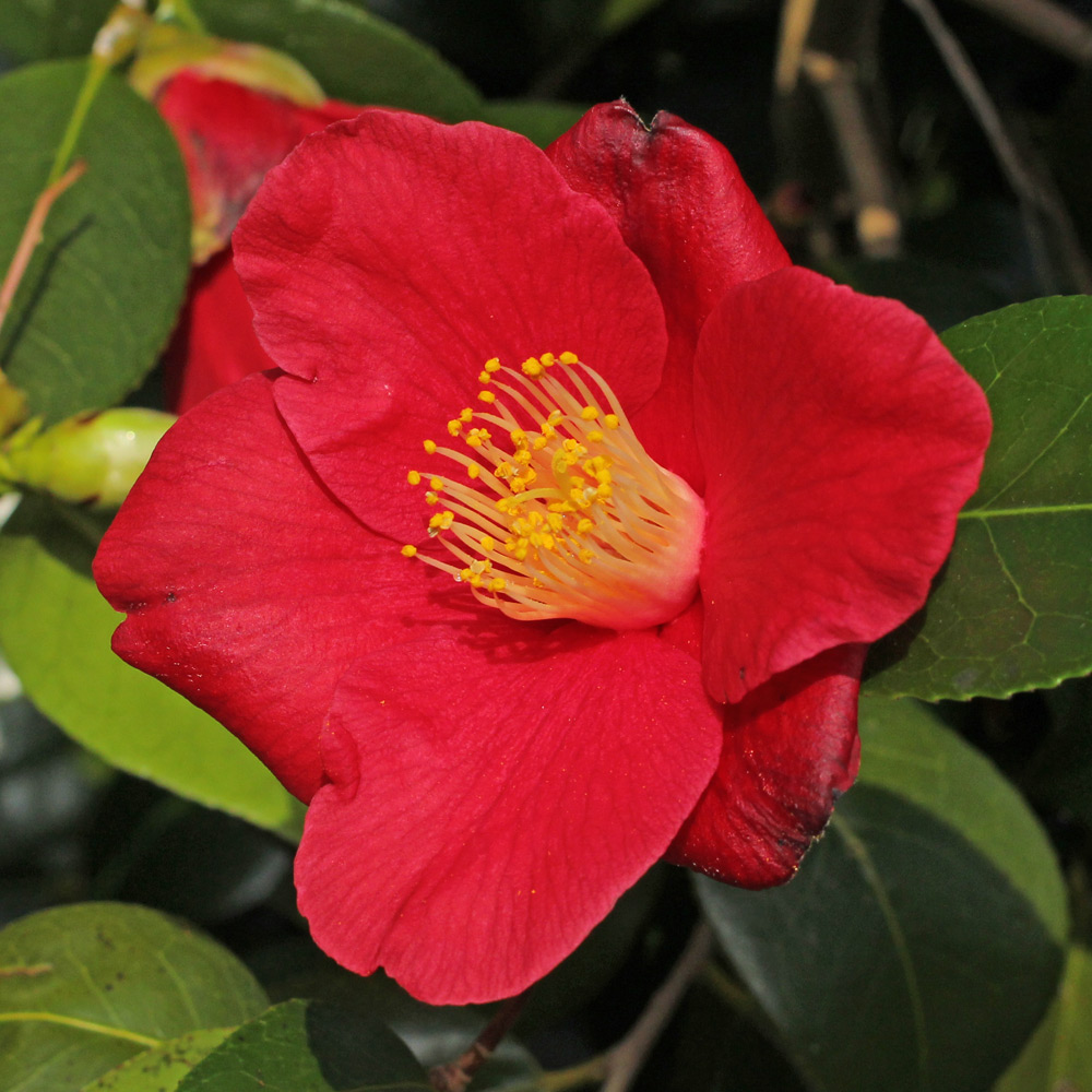 Camellia japonica 'Evelyn'