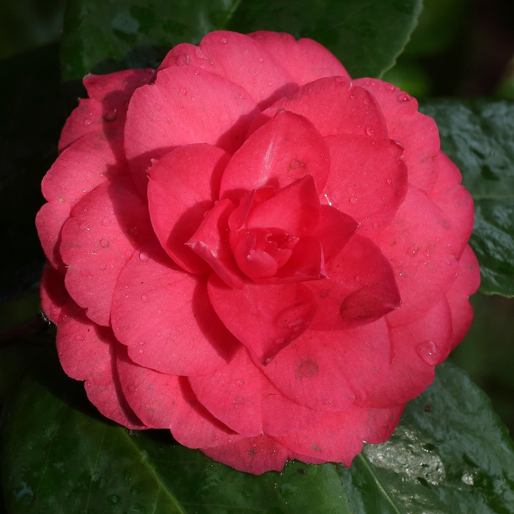 Camellia japonica 'Hime-otome Red'