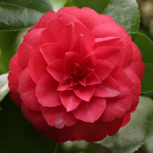 Camellia japonica 'Hime-otome Red'