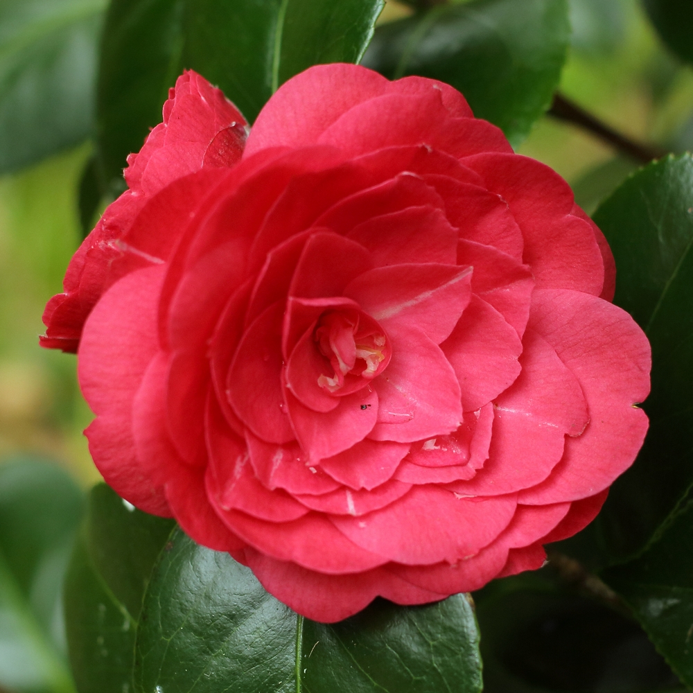 Camellia japonica 'Hime-otome Red'