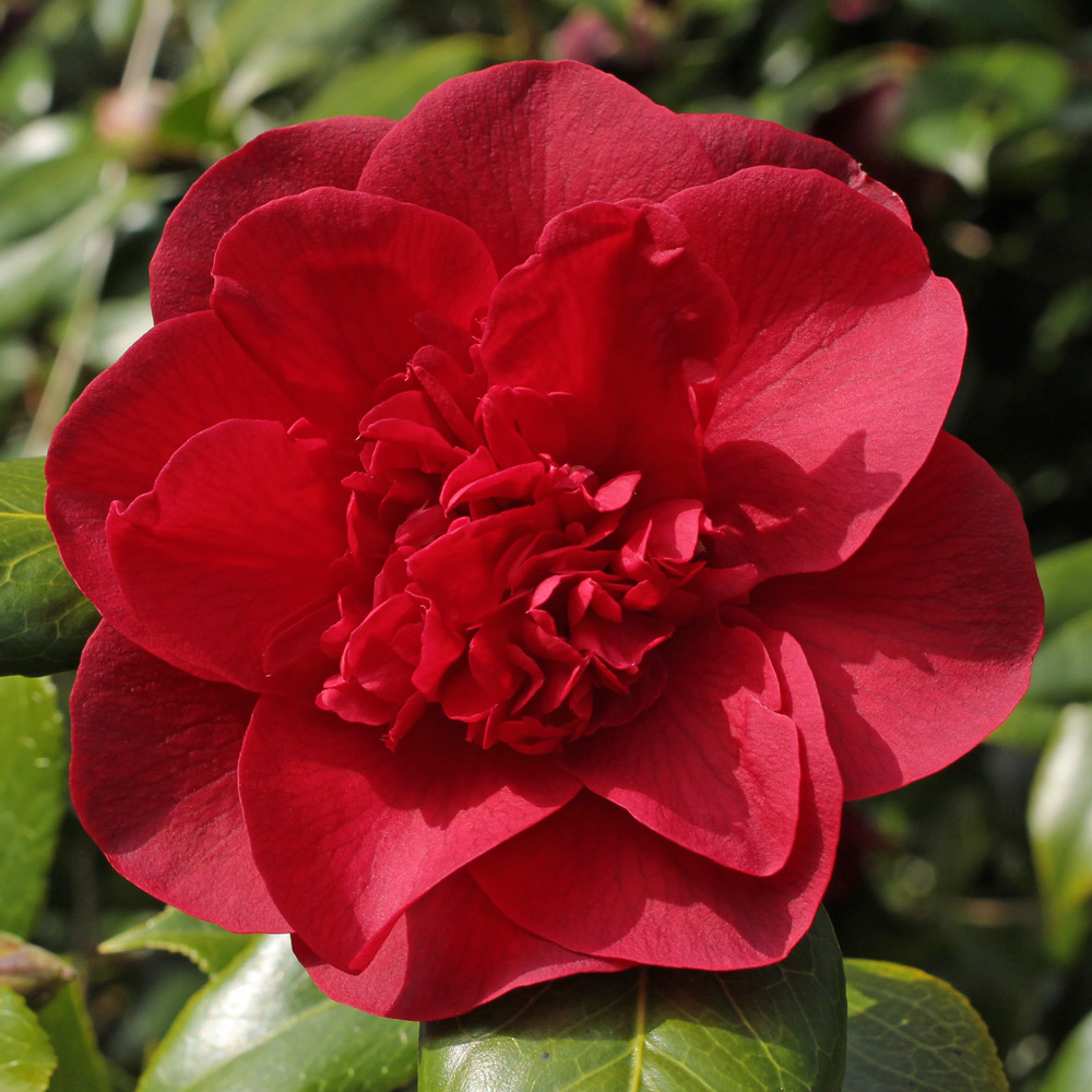 Camellia japonica 'John Tooby'
