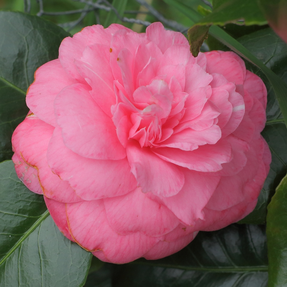 Camellia japonica 'Margaret Rose'