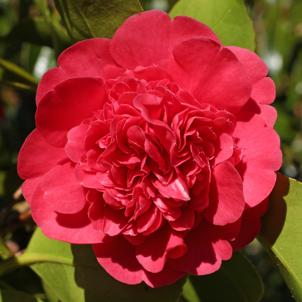 Anemone japonica 'Marinka'