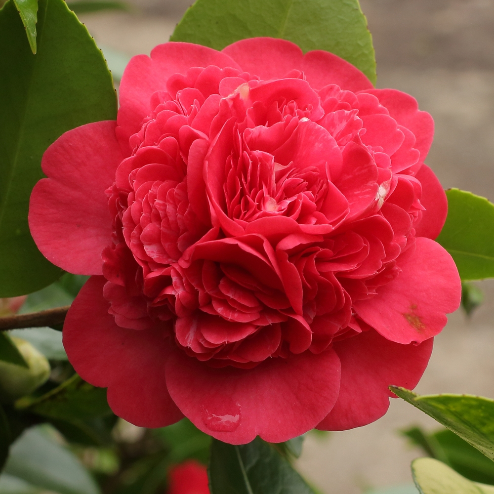 Anemone japonica 'Marinka'