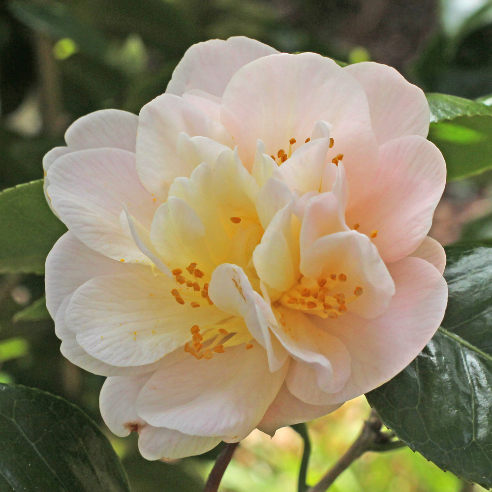 Camellia japonica 'Minnie Maddern Fiske'