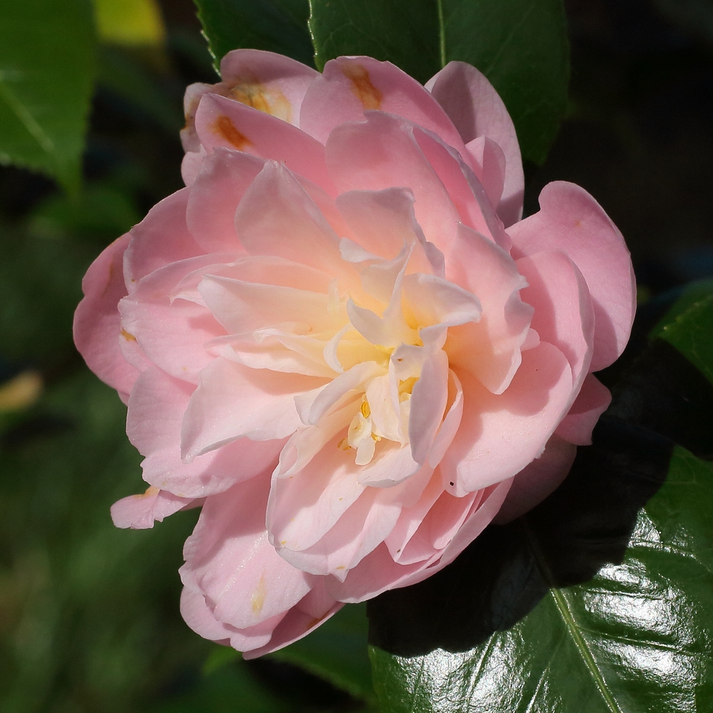Camellia japonica 'Minnie Maddern Fiske'