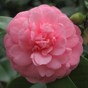 Camellia japonica 'Princess Margaret'