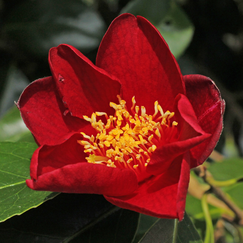 Camellia japonica 'Red Cardinal'