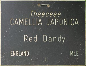 Camellia japonica 'Red Dandy'