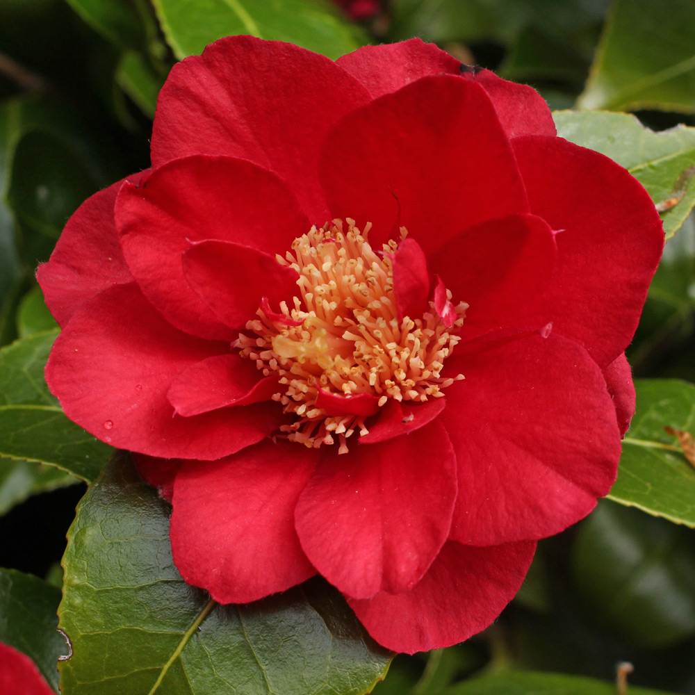 Camellia japonica 'Red Dandy'