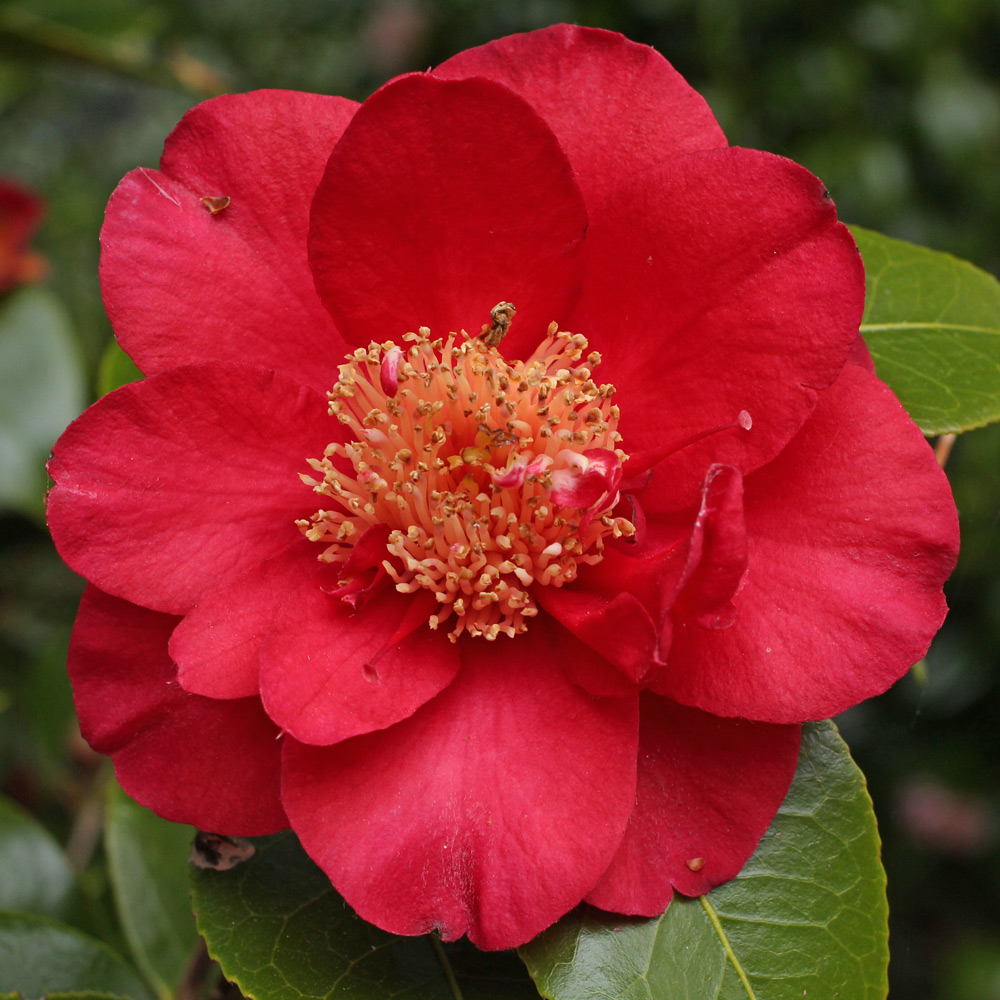 Camellia japonica 'Red Dandy'