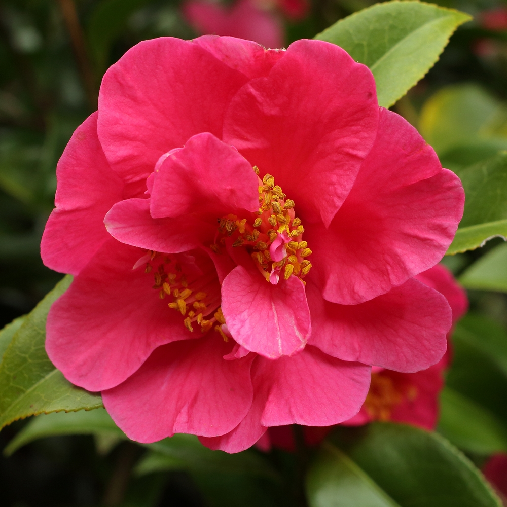 Camellia x williamsii 'Rosie Anderson'