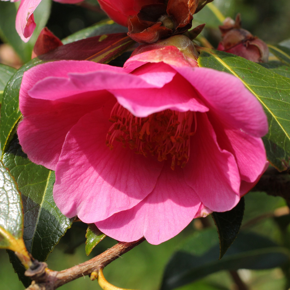Camellia x williamsii 'Rose Court'