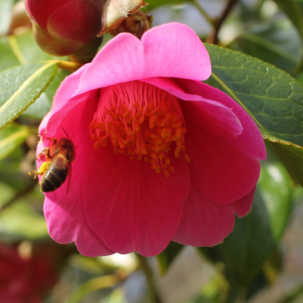 Camellia x williamsii 'Rose Court'