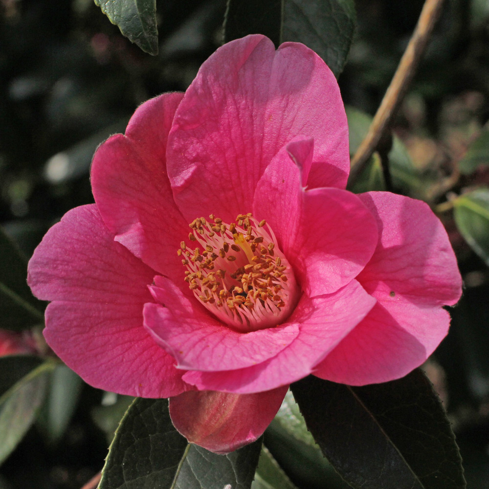Camellia x williamsii 'Rose Court'