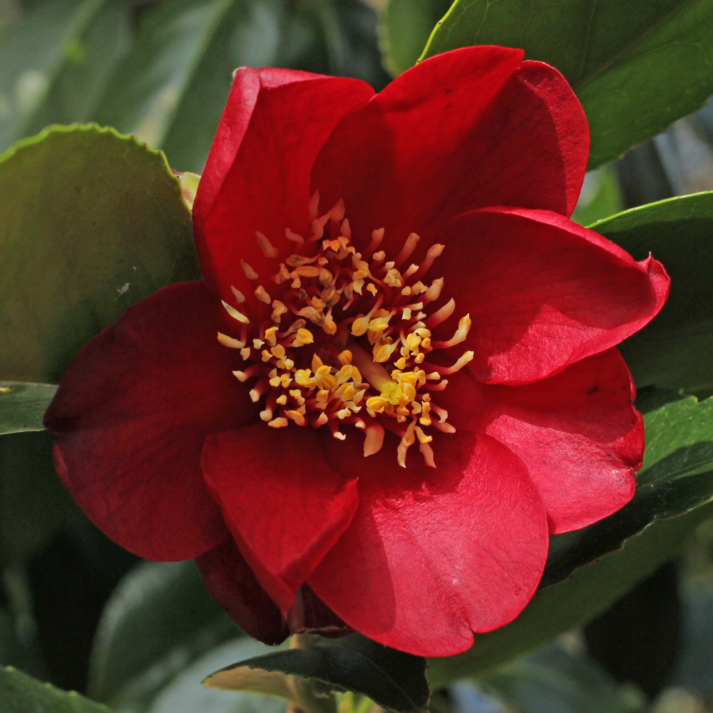 Camellia japonica 'Sylvia'