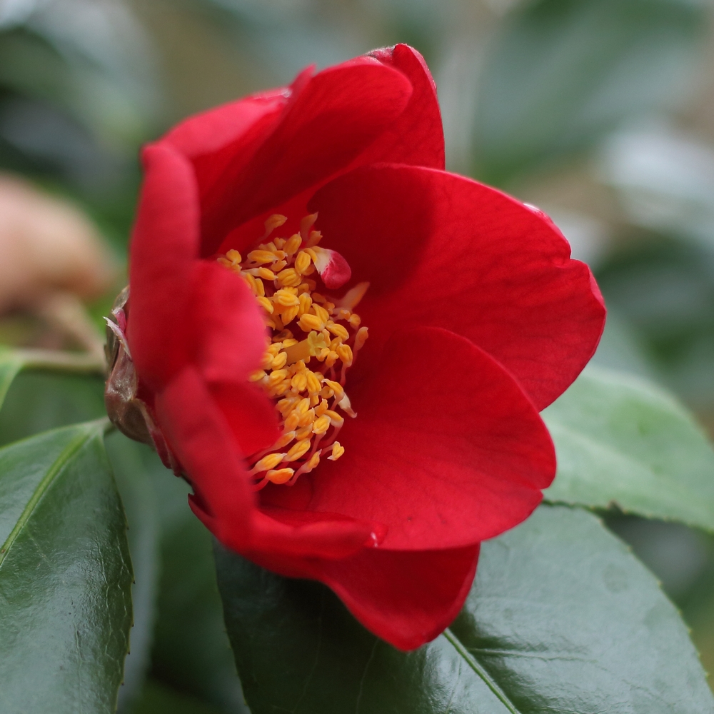 Camellia japonica 'Sylvia'
