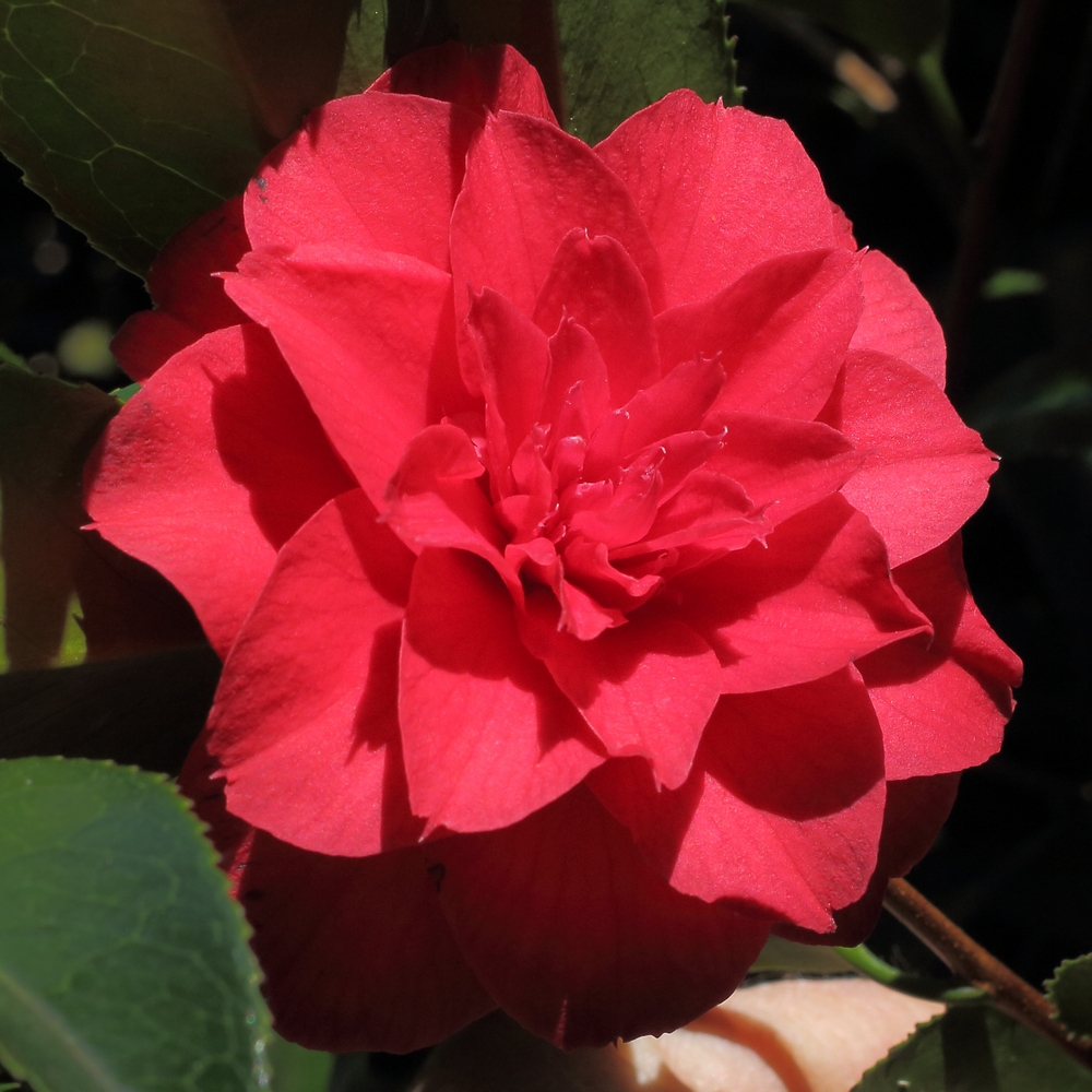Camellia rusticana 'Beni-Arajishi'