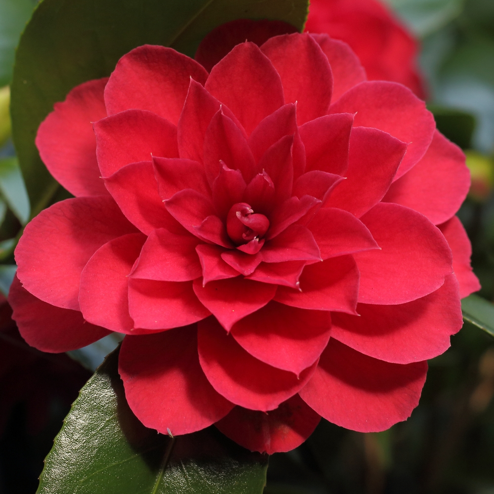 Camellia japonica 'Eximea'