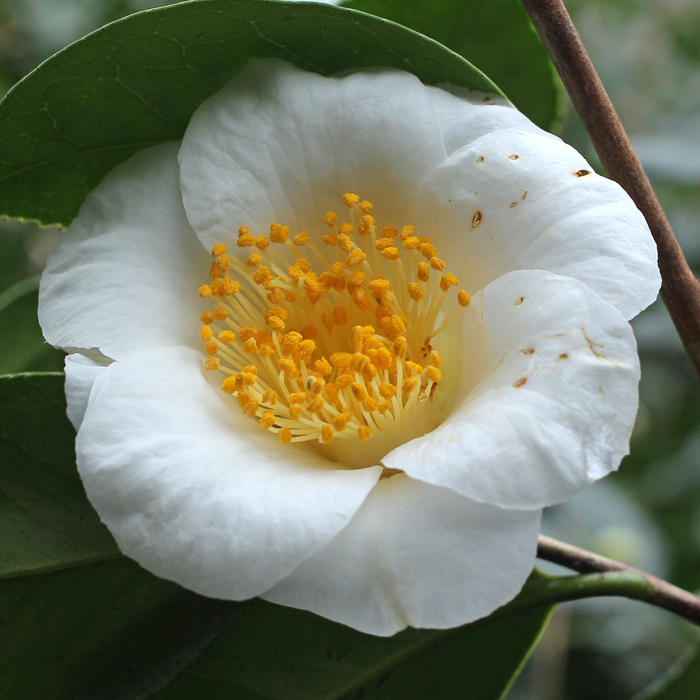 Camellia japonica 'Hakutsuru'