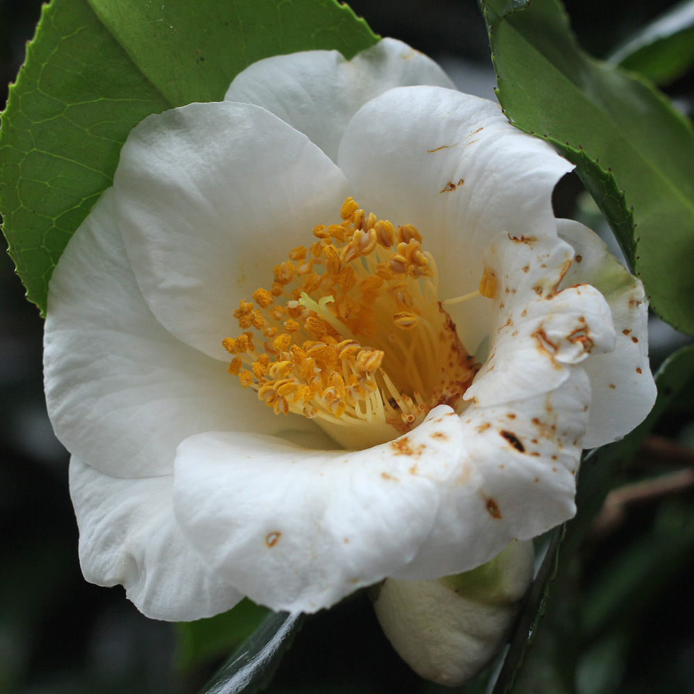 Camellia japonica 'Hakutsuru'