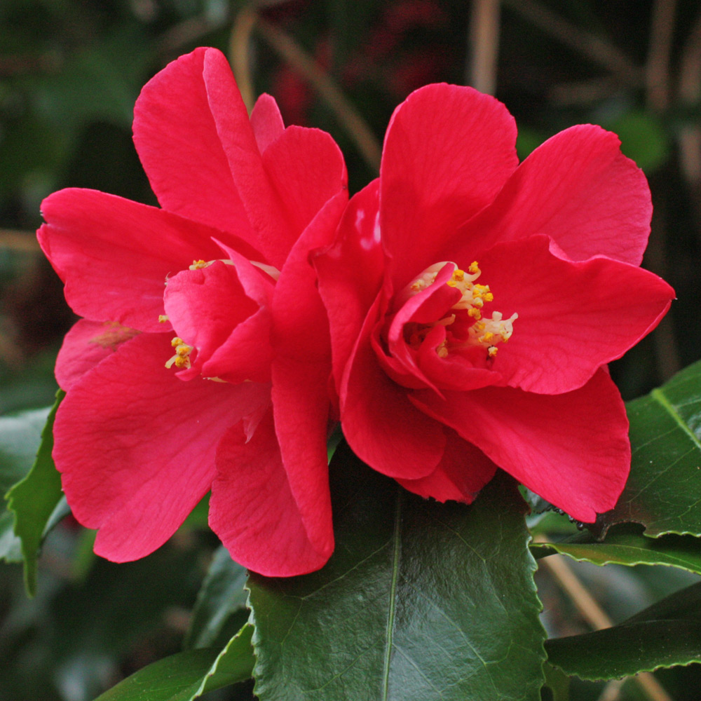 Camellia japonica 'Satanella'