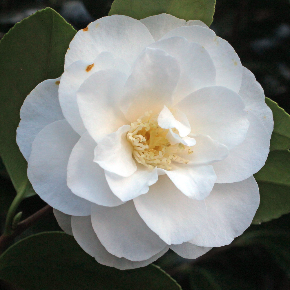 Camellia japonica 'Yukibotan'