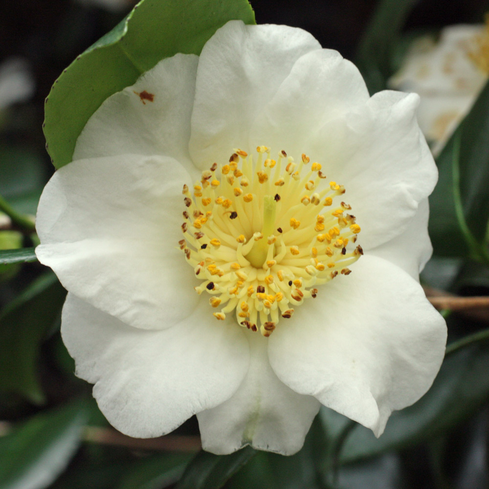 Camellia japonica 'Yukimiguruma'