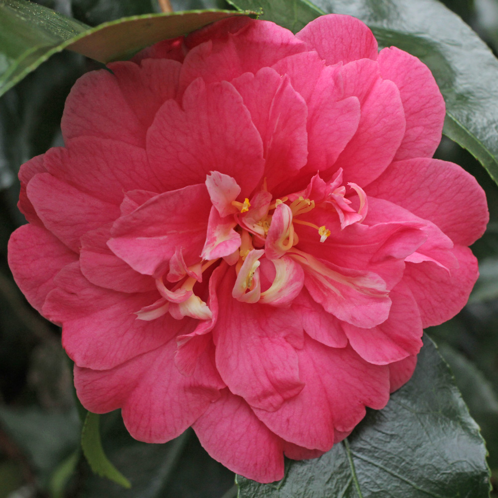 Camellia japonica 'Akashigata'