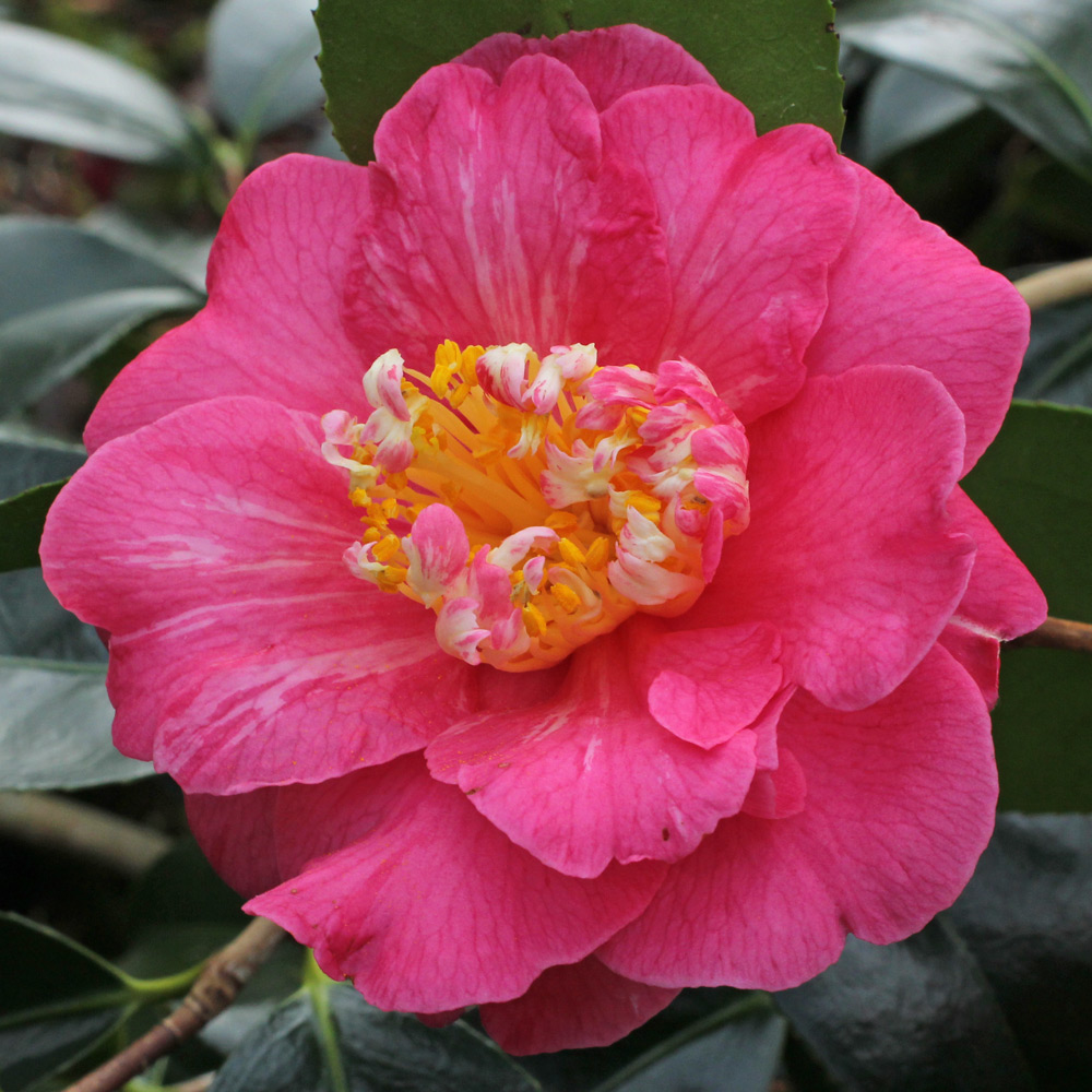 Camellia japonica 'Akashigata'