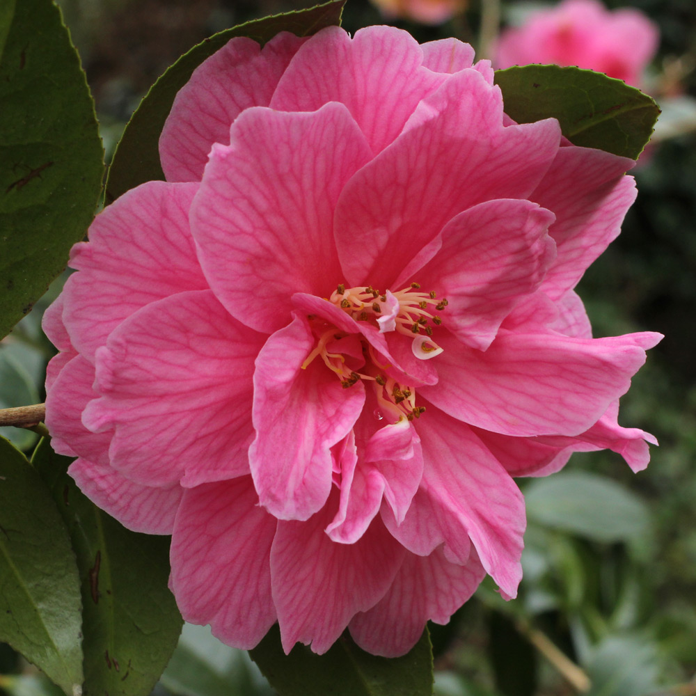 Camellia japonica 'Albertii'