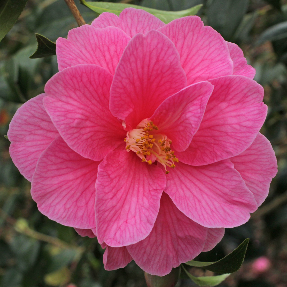 Camellia japonica 'Albertii'