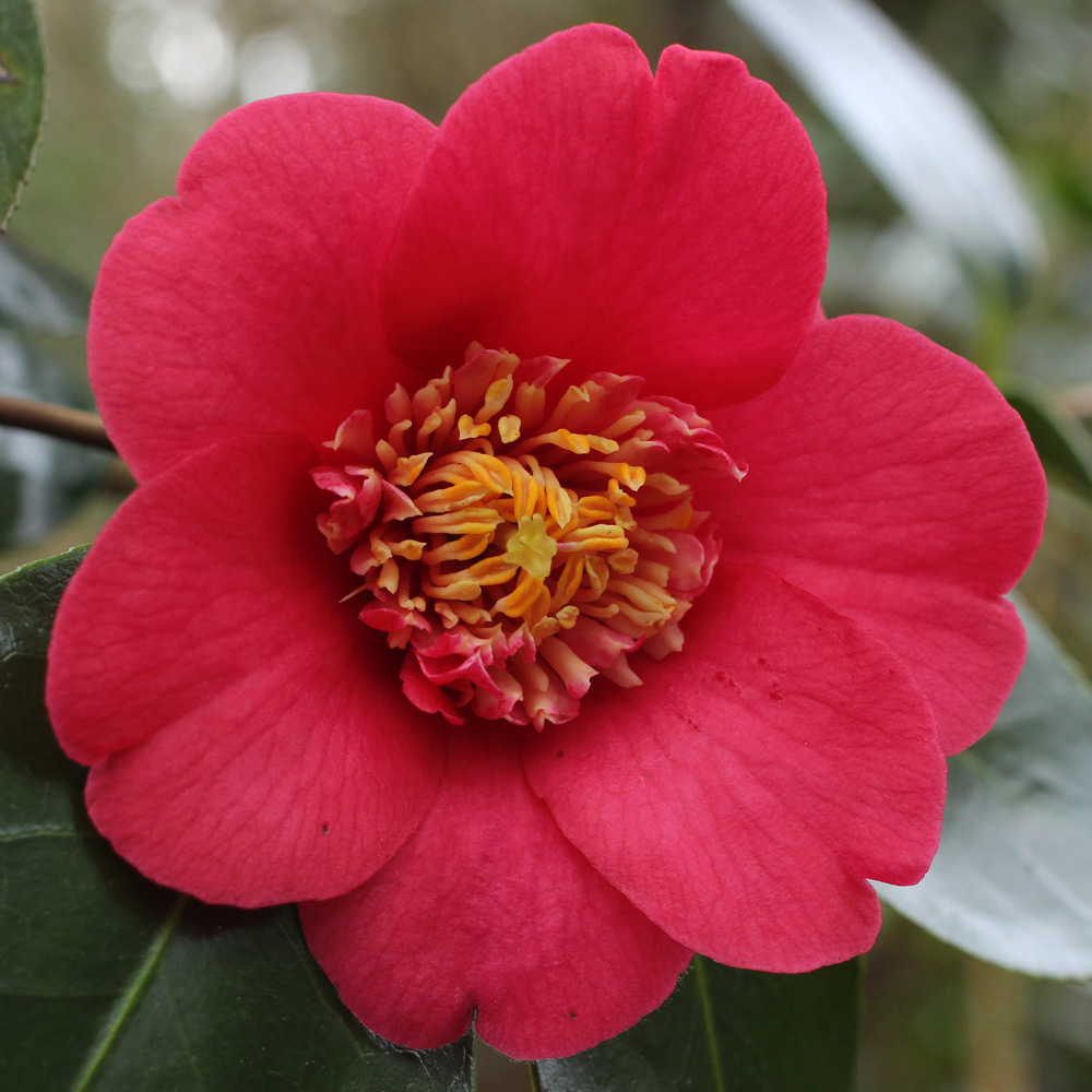 Camellia japonica 'Anemoniflora'