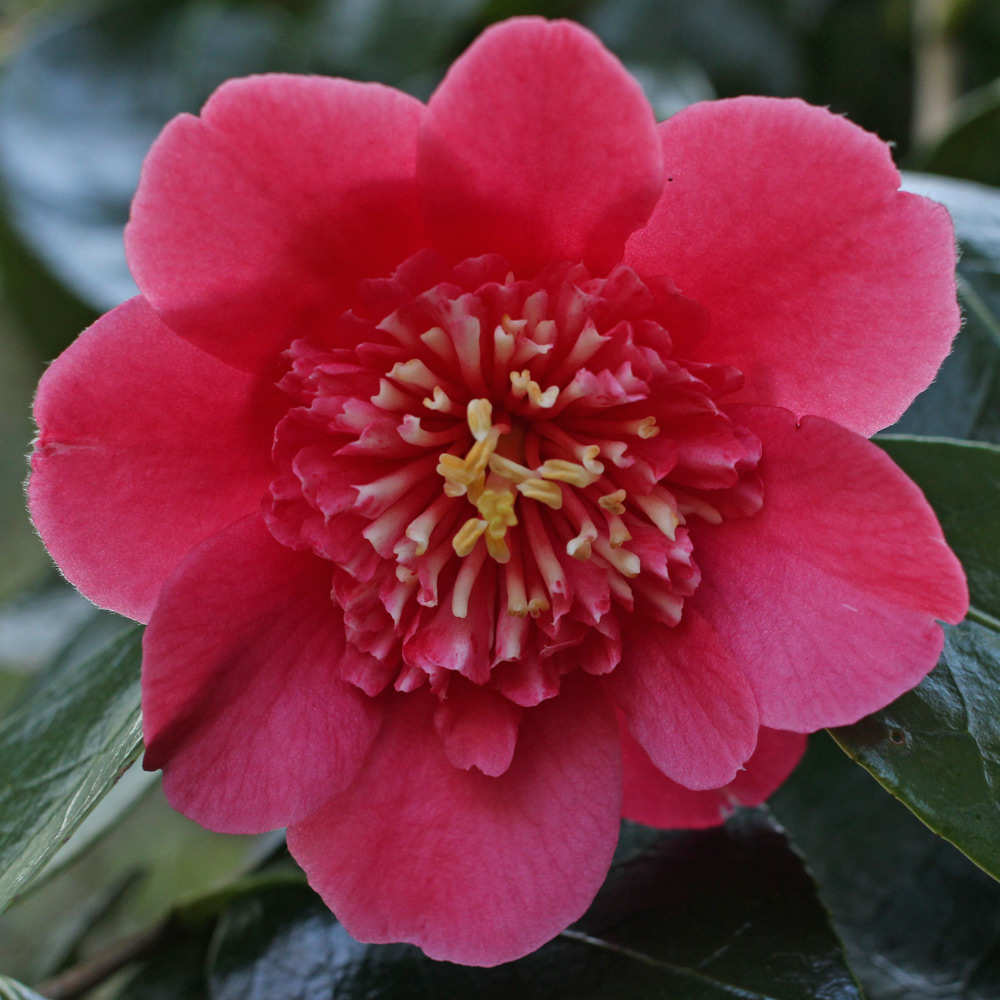 Camellia japonica 'Anemoniflora'