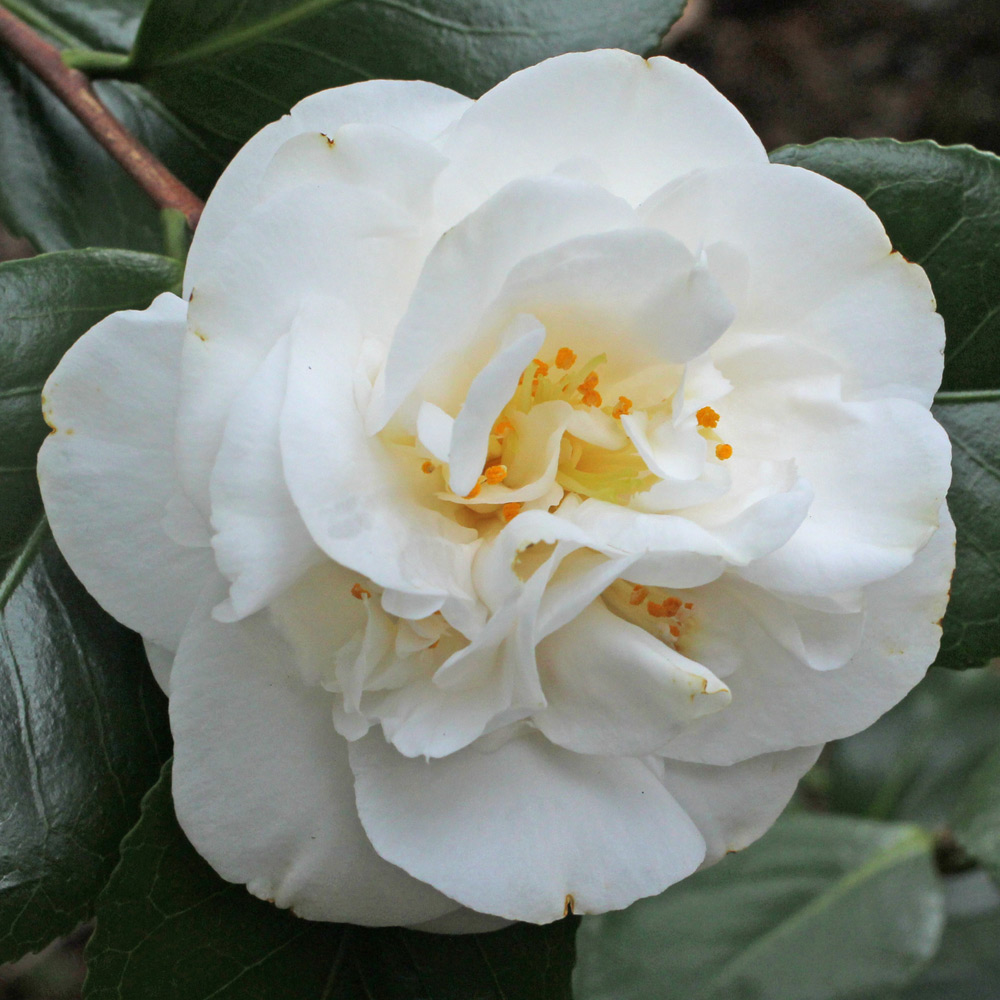 Camellia japonica 'Hakurakuten'