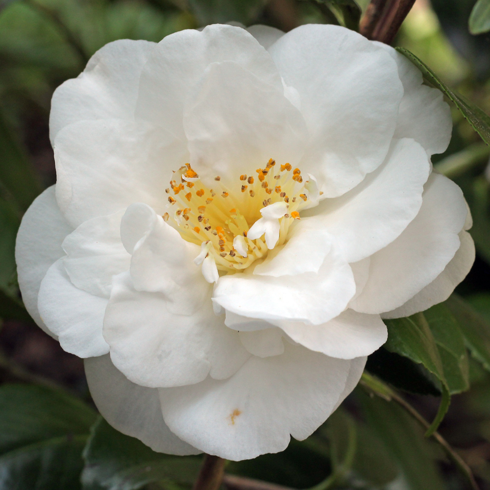 Camellia japonica 'Hakurakuten'