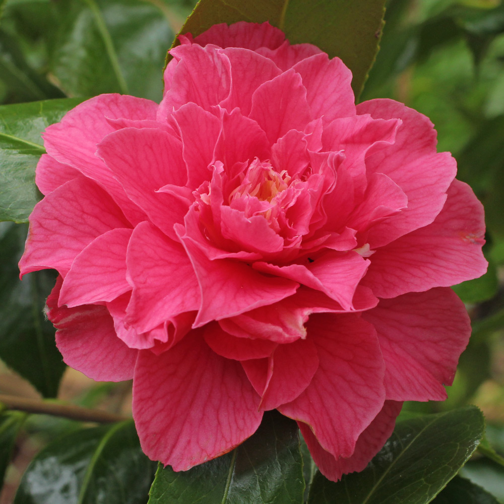 Camellia japonica 'Hanatachibana'