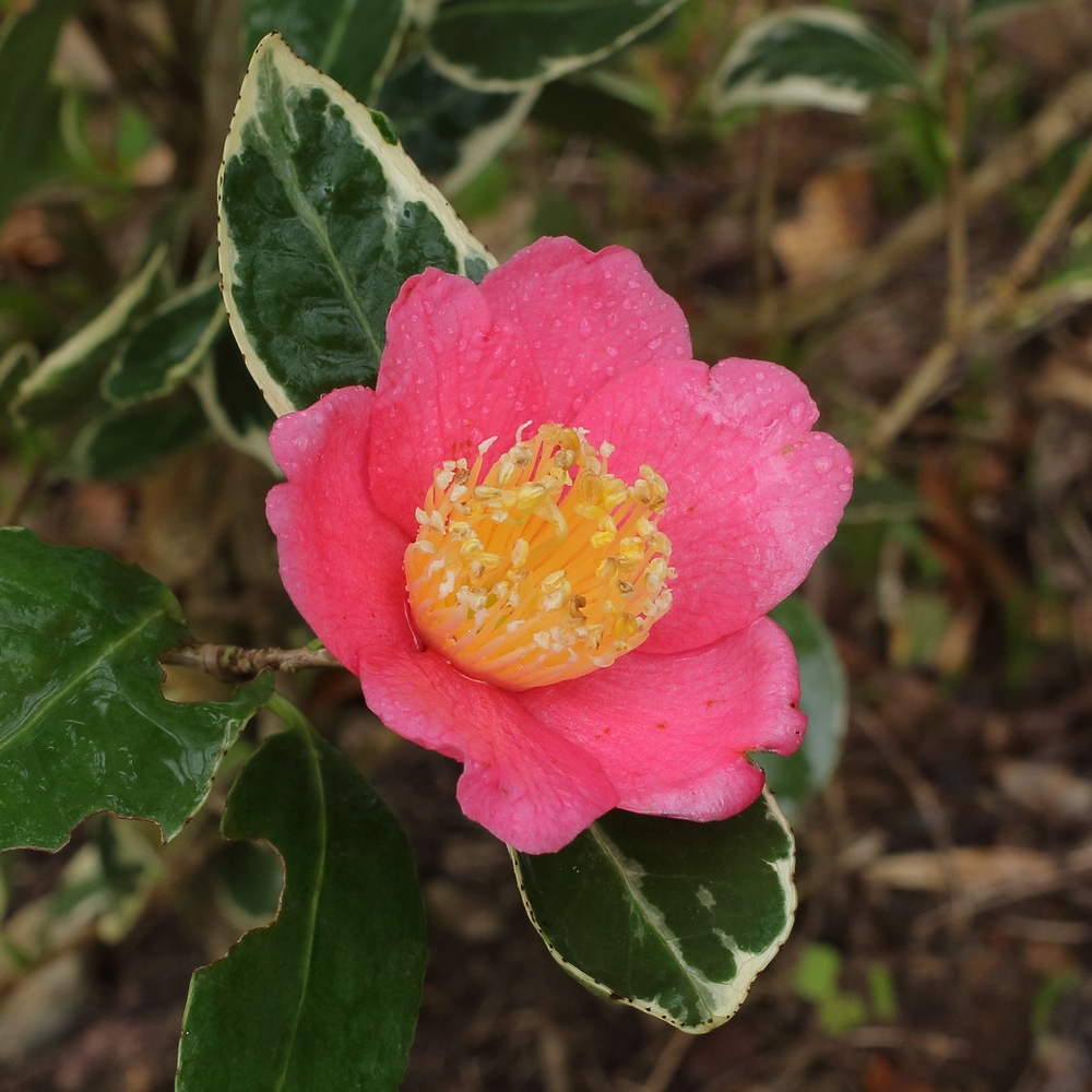 Camellia japonica 'Japonica Variegata'