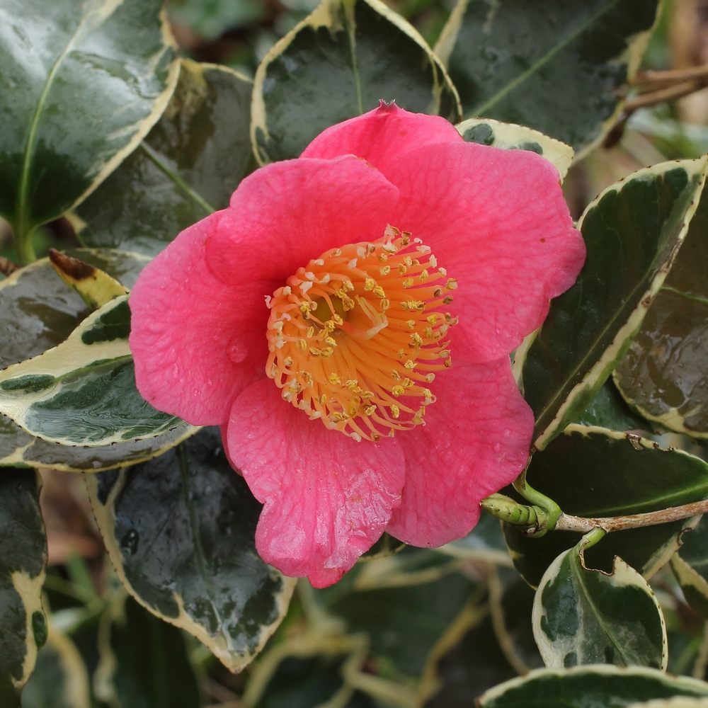 Camellia japonica 'Japonica Variegata'