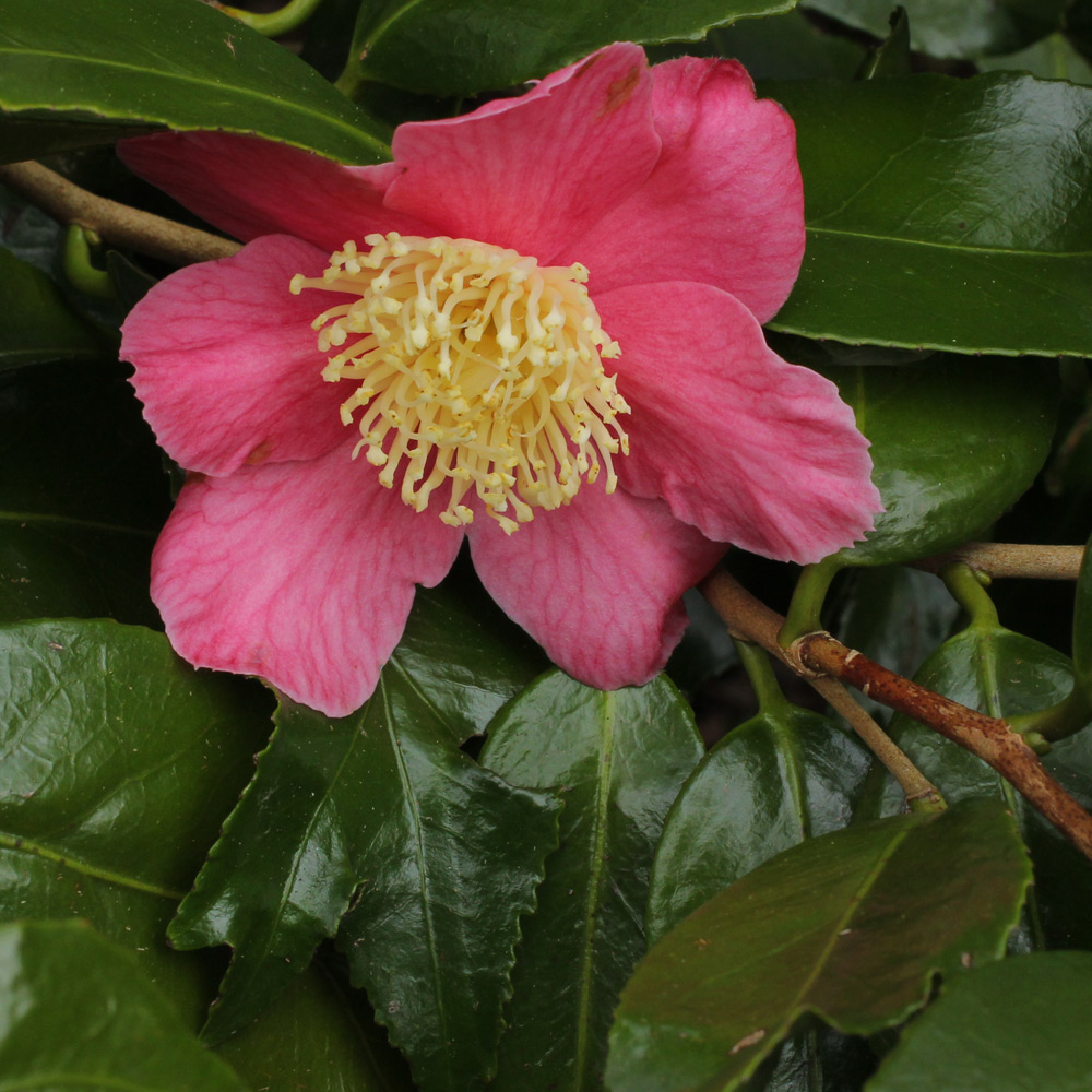 Camellia japonica 'Kingyo-tsubaki'