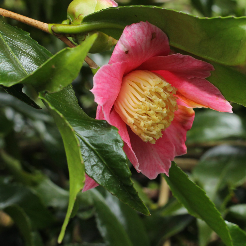 Camellia japonica 'Kingyo-tsubaki'