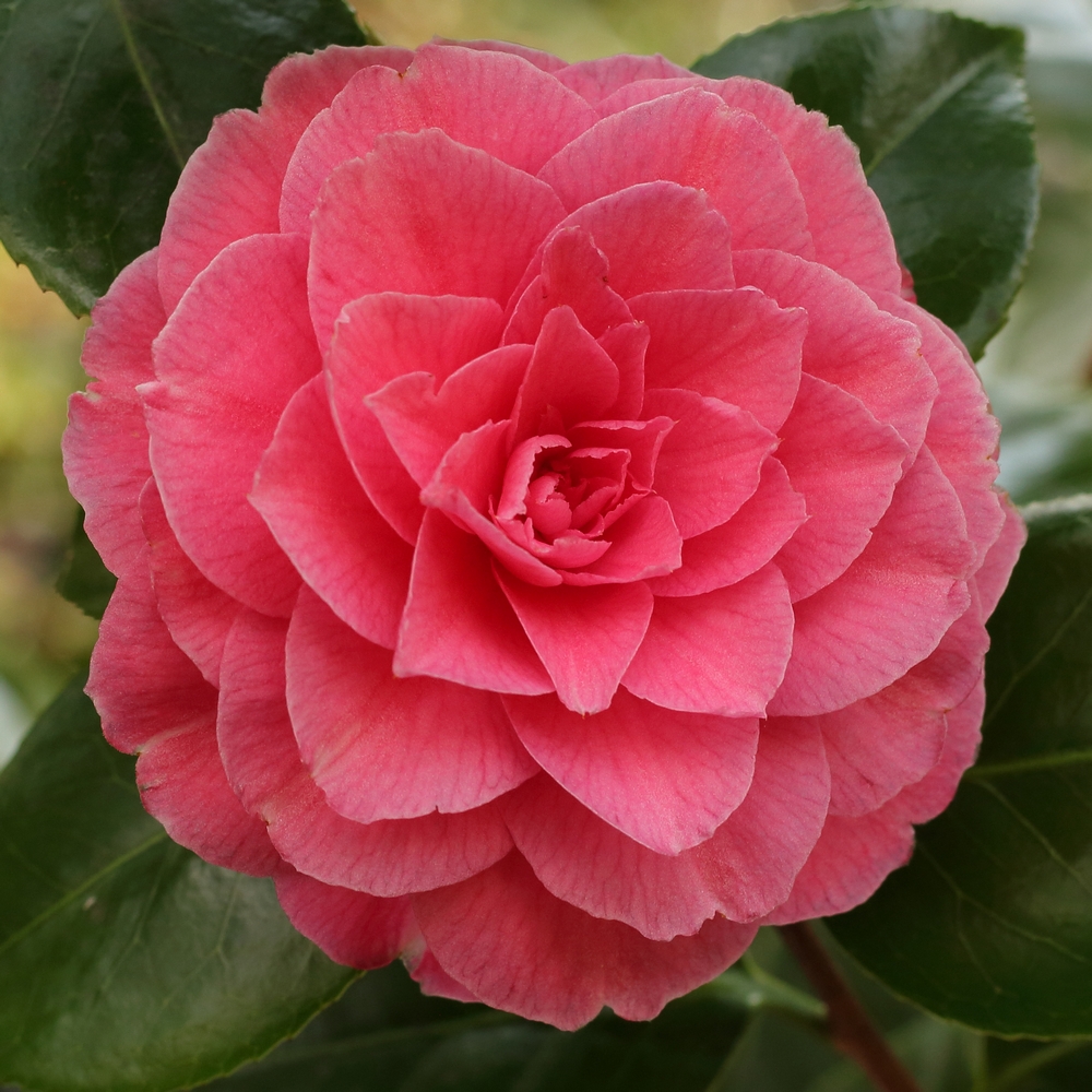 Camellia japonica 'Konronkoku'