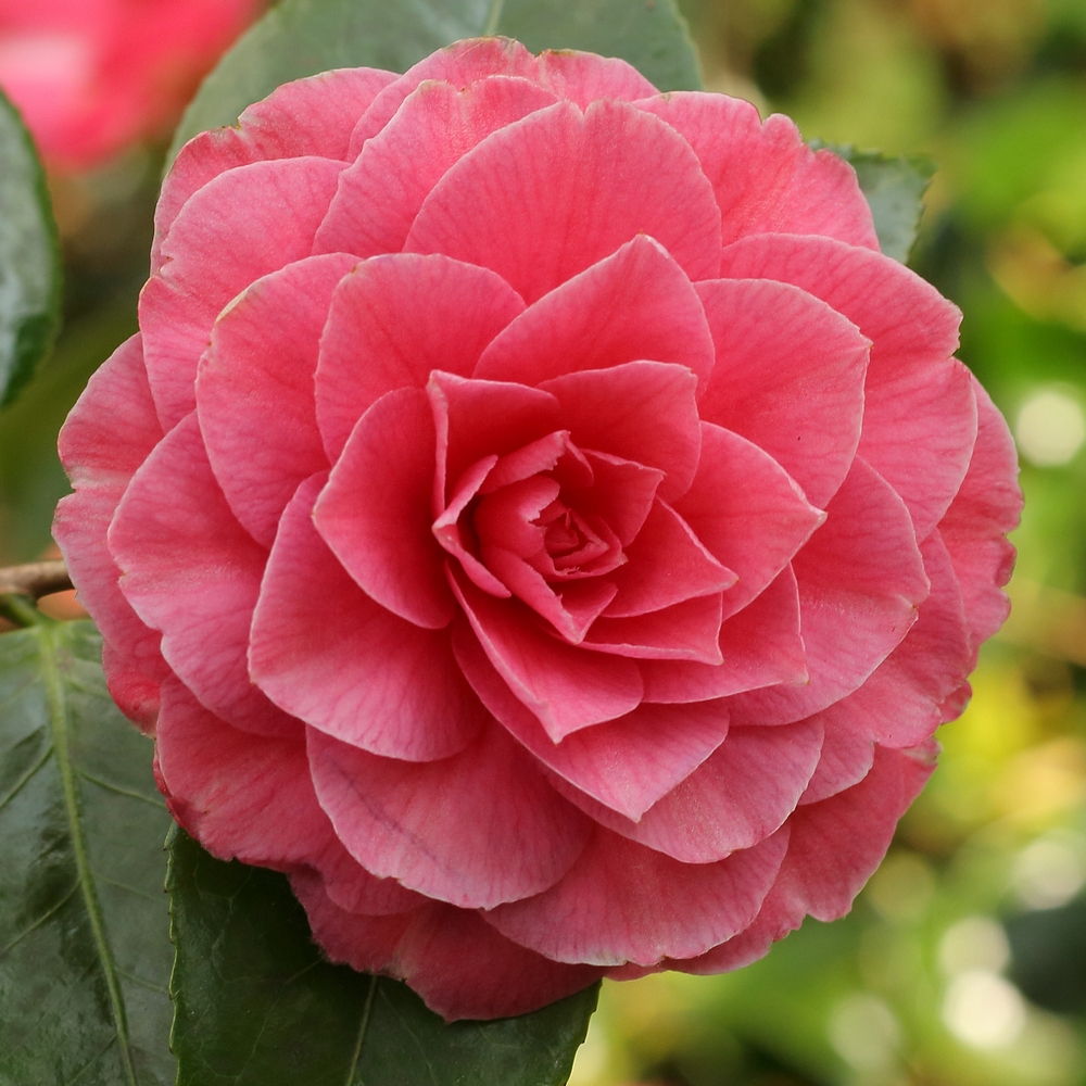 Camellia japonica 'Konronkoku'
