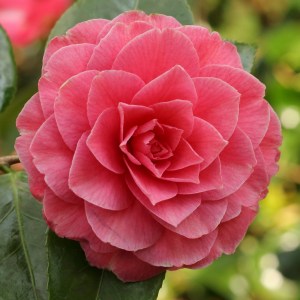 Camellia japonica 'Konronkoku'