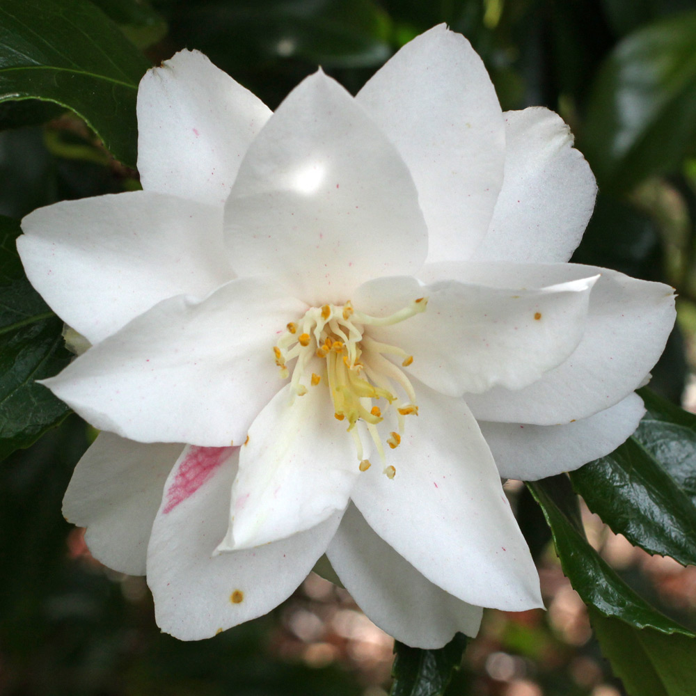 Camellia japonica 'Lady Vansittart'