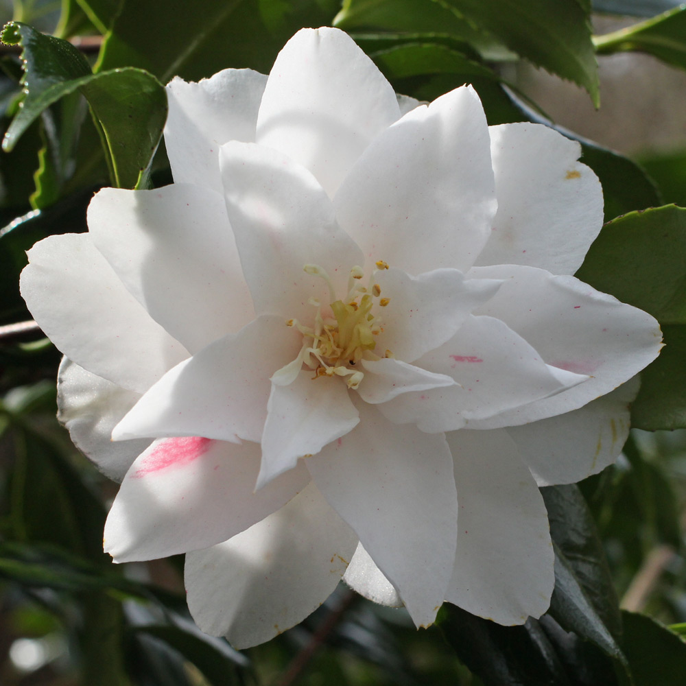 Camellia japonica 'Lady Vansittart'