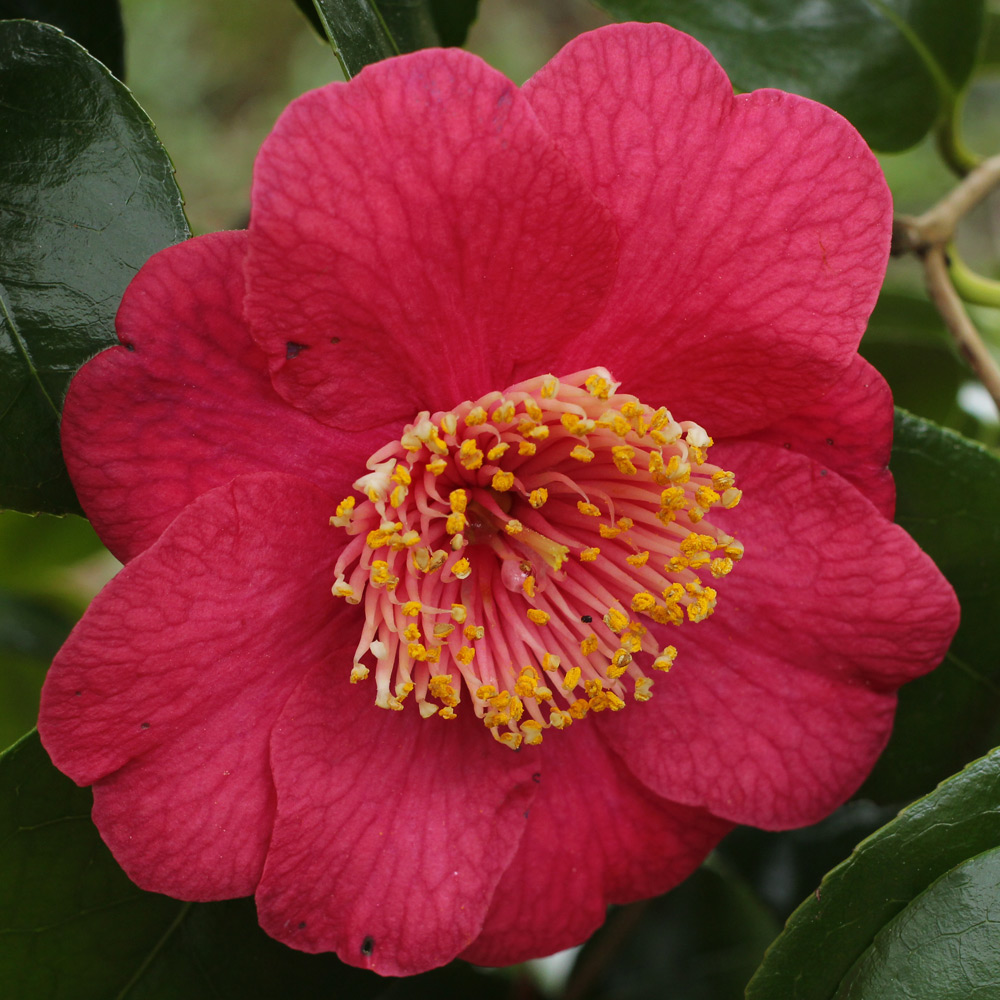 Camellia japonica 'Momijigari' (Higo)