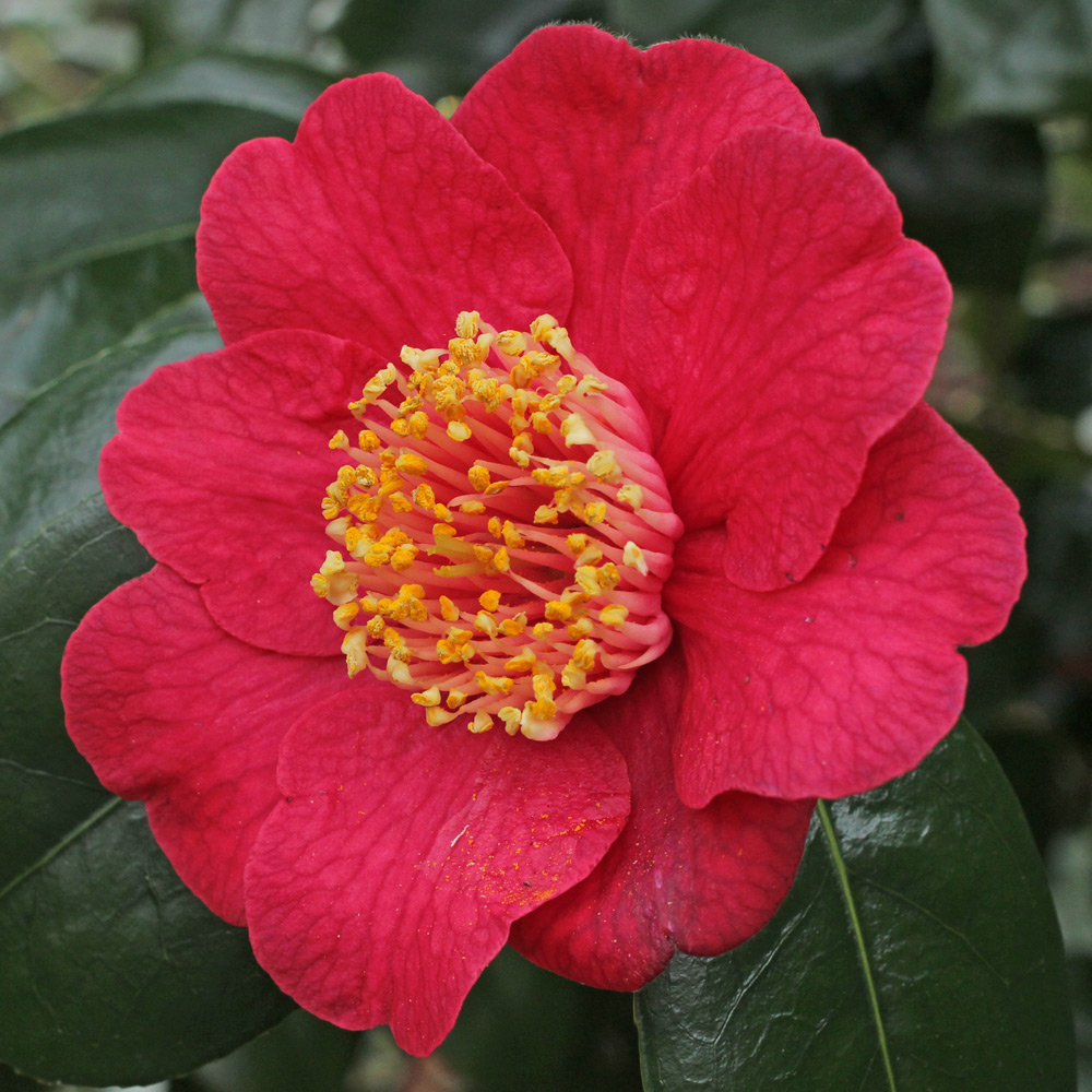 Camellia japonica 'Momijigari' (Higo)